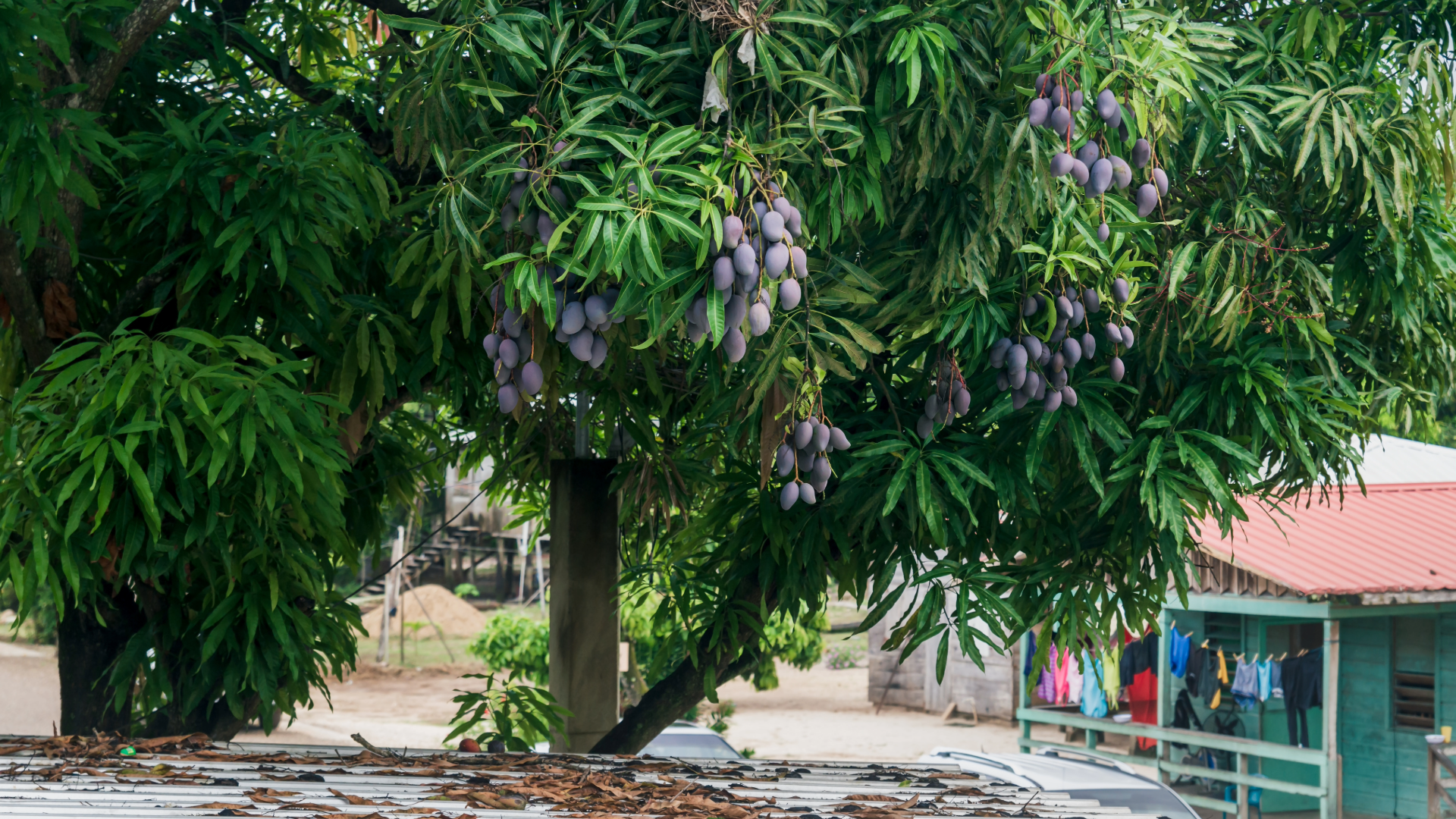 Mango Tree Belize