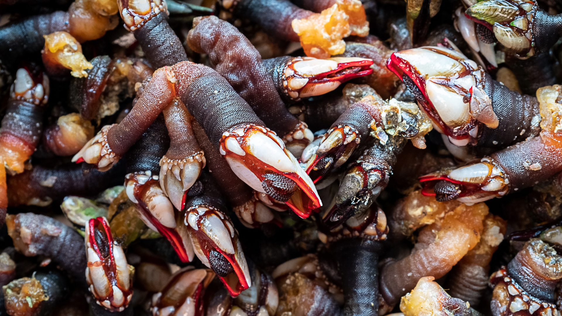 Percebes in Portugal